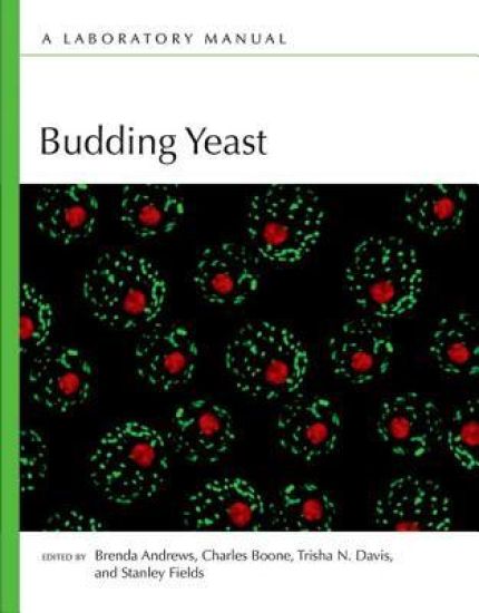 Budding Yeast
