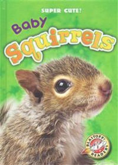 Baby Squirrels