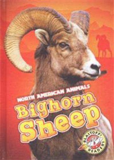 Bighorn Sheep