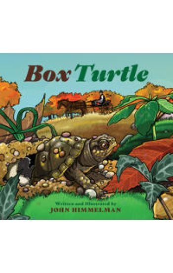 Box Turtle