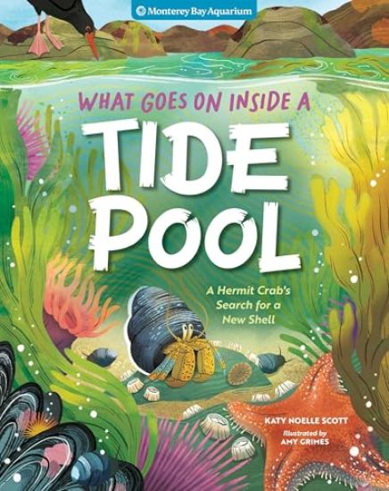 What Goes On Inside a Tide Pool