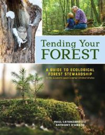 Tending Your Forest