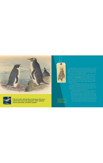 Penguins