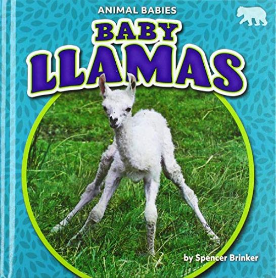Baby Llamas