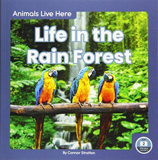 Life in the Rain Forest
