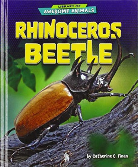 Rhinoceros Beetle
