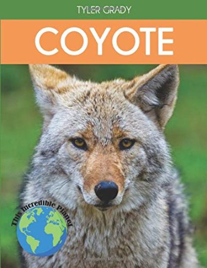 Coyote