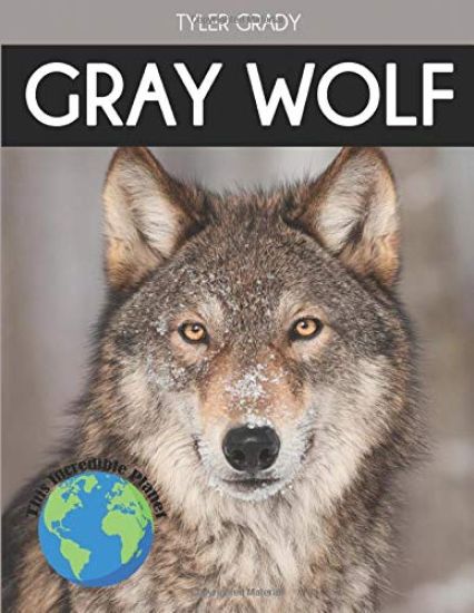 Gray Wolf