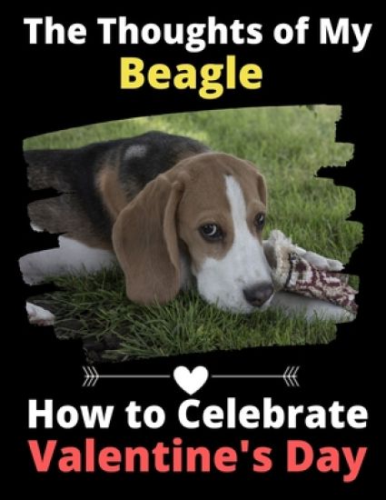 The Thoughts of My Beagle: How to Celebrate Valentine's Day