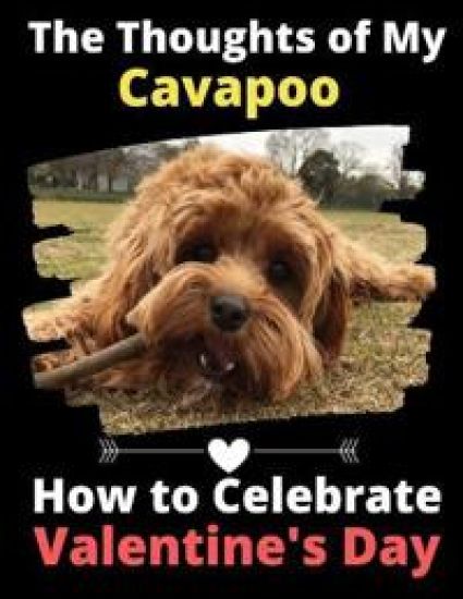 The Thoughts of My Cavapoo