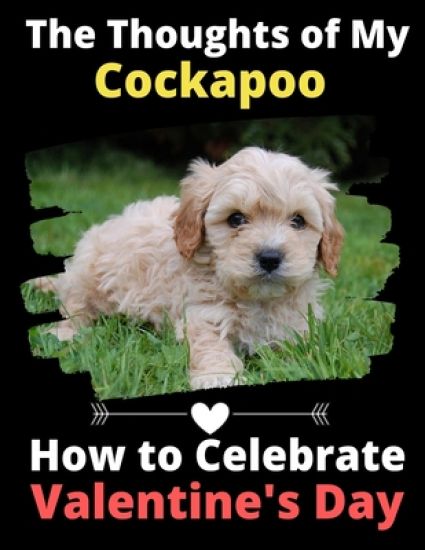 The Thoughts of My Cockapoo