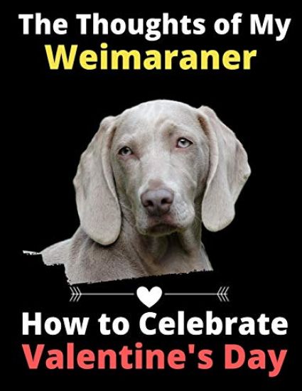 The Thoughts of My Weimaraner