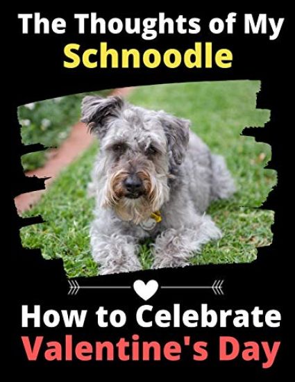 The Thoughts of My Schnoodle