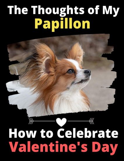 The Thoughts of My Papillon
