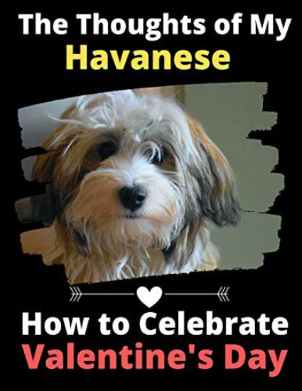 The Thoughts of My Havanese