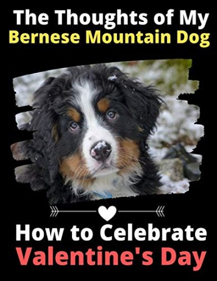 The Thoughts of My Bernese Mountain Dog: How to Celebrate Valentine's Day