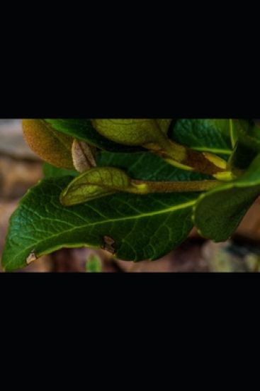 A Reasonably Simple How to Guide for C#.Net Programmers of All Ages: How to use C#.Net with an Access database and SQL Server databases to create ASP,