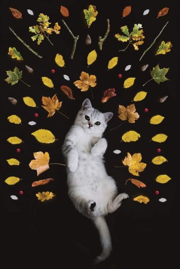 Carnet de Mots de Passe - Sites Internet: Le titre n'apparaît sur la couverture - Petit organiseur avec onglets alphabétiques de A à Z pour se rappele