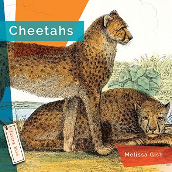 Cheetahs