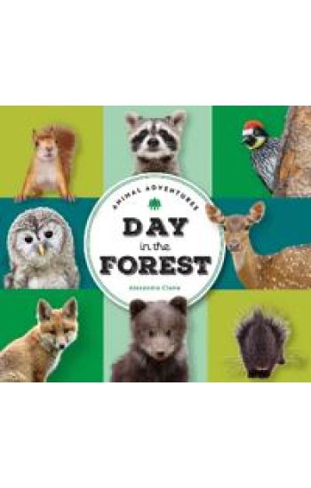 Animal Adventures: Day in the Forest
