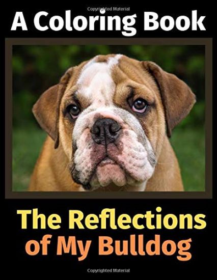 The Reflections of My Bulldog