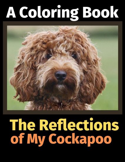 The Reflections of My Cockapoo