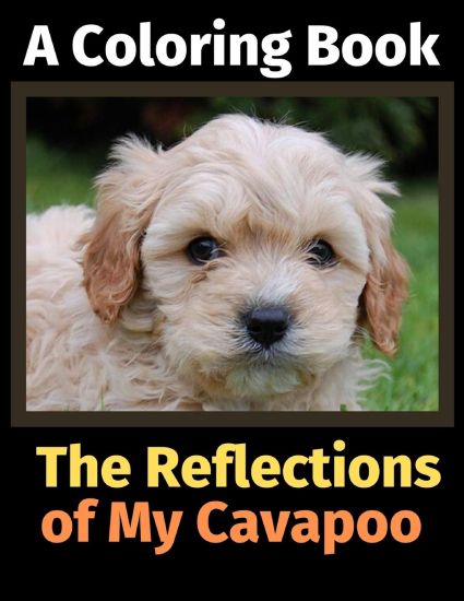The Reflections of My Cavapoo