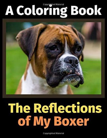 The Reflections of My Boxer