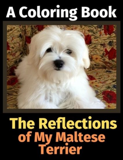 The Reflections of My Maltese Terrier