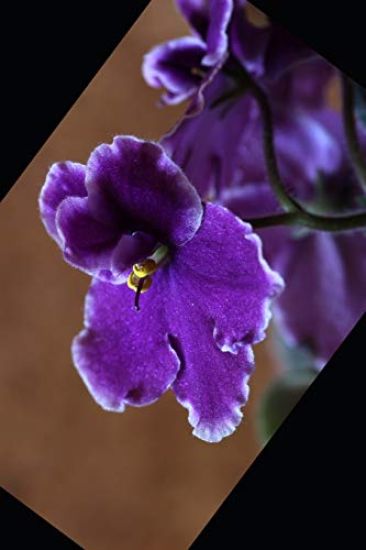 My February 2020 Birthday: Violets, Amethysts & Valentines Sweethearts!