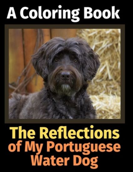 The Reflections of My Portuguese Water Dog