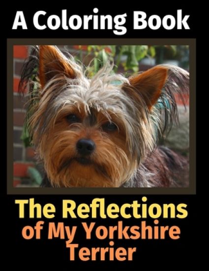 The Reflections of My Yorkshire Terrier