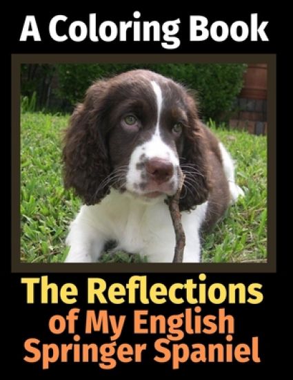 The Reflections of My English Springer Spaniel