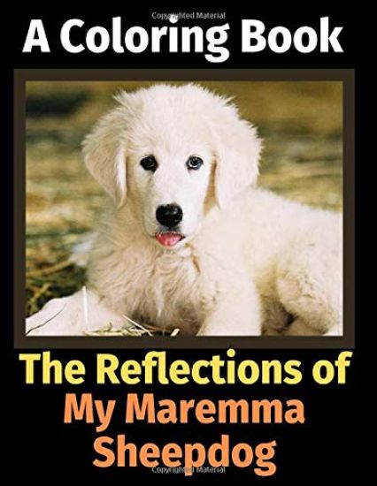 The Reflections of My Maremma Sheepdog
