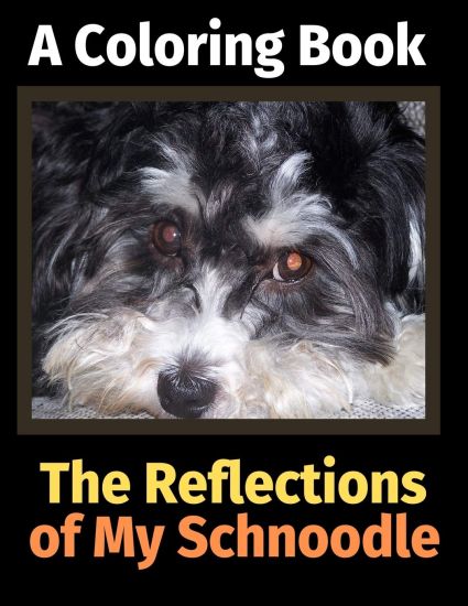 The Reflections of My Schnoodle