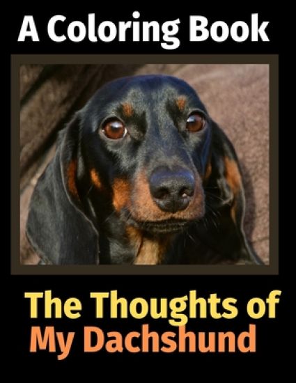 The Reflections of My Dachshund