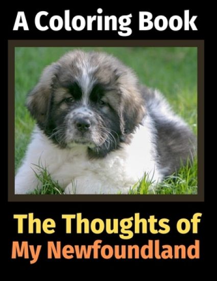 The Thoughts of My Newfoundland