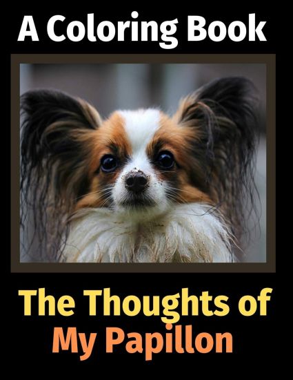 The Reflections of My Papillon