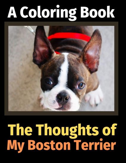 The Thoughts of My Boston Terrier