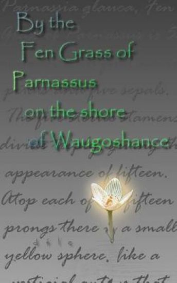 By the Fen Grass of Parnassus on the shore of Waugoshance