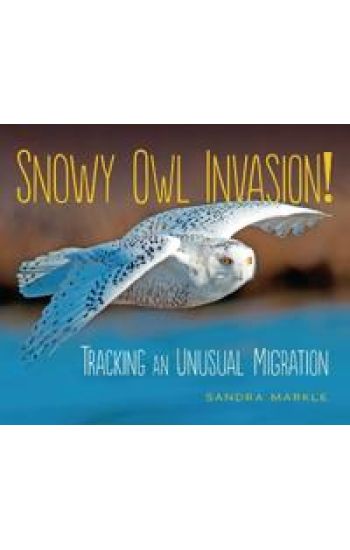 Snowy Owl Invasion!