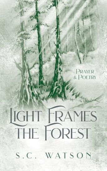 Light Frames the Forest