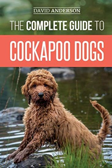 The Complete Guide to Cockapoo Dogs