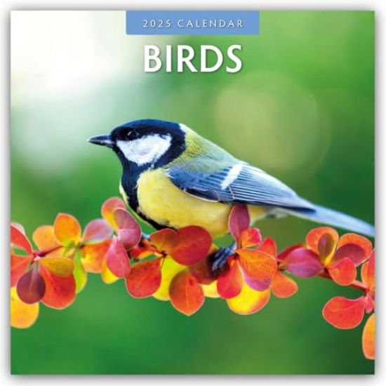 Red Robin: Birds 2025 Square Wall Calendar