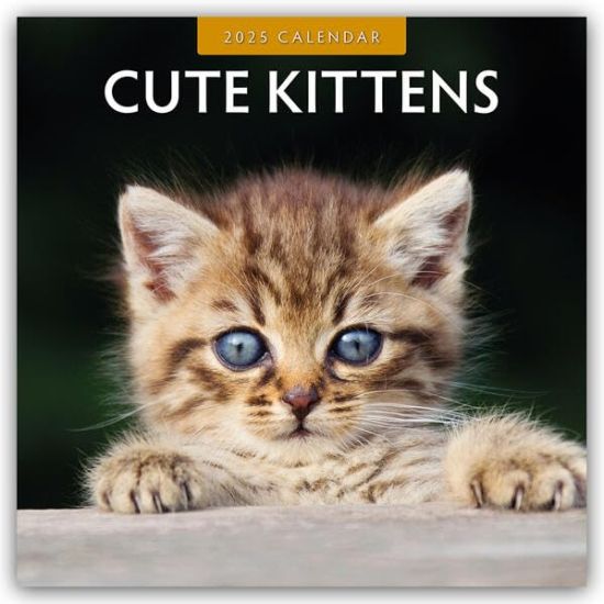 Red Robin: Cute Kittens 2025 Square Wall Calendar