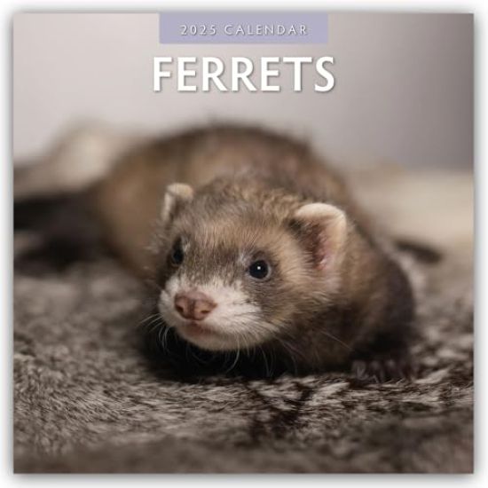 Red Robin: Ferrets 2025 Square Wall Calendar