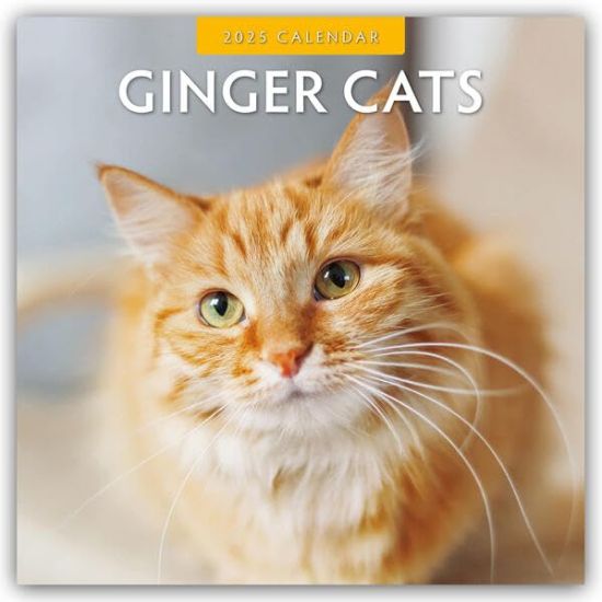 Red Robin: Ginger Cats 2025 Square Wall Calendar