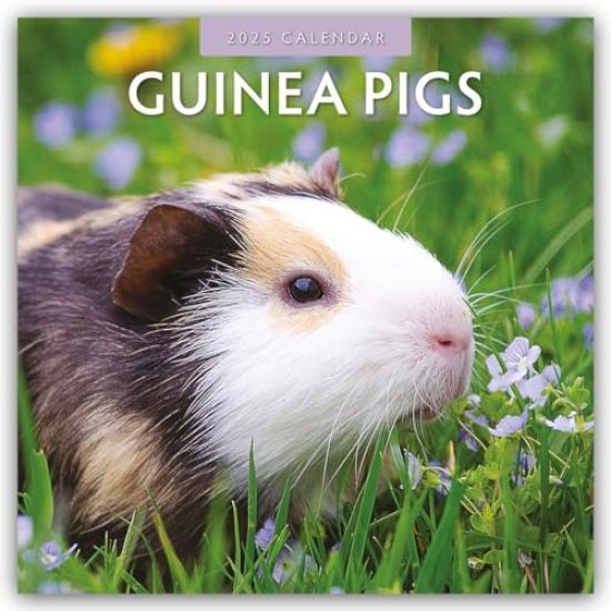 Red Robin: Guinea Pigs 2025 Square Wall Calendar