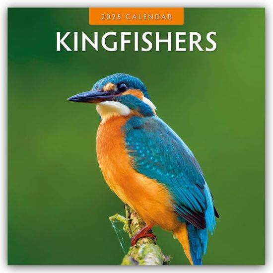 Red Robin: Kingfishers 2025 Square Wall Calendar