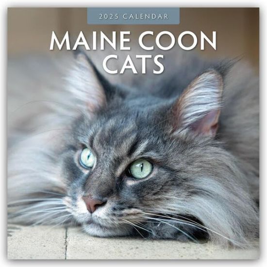 Red Robin: Maine Coon Cats 2025 Square Wall Calendar
